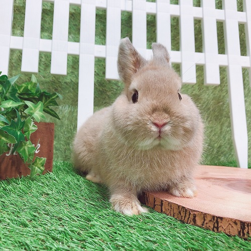 うさぎのしっぽ うさぎ紹介 ネザーランドドワーフ