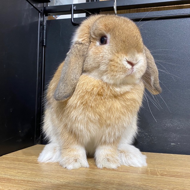 うさぎのしっぽ うさぎ紹介 ホーランドロップ