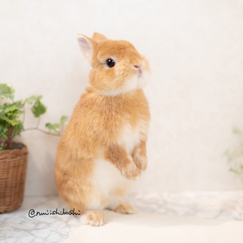 うさぎの飼い方 病気情報 通販 うさぎ専門店うさぎのしっぽ