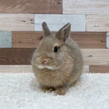 うさぎの飼い方 病気情報 通販 うさぎ専門店うさぎのしっぽ