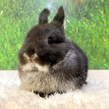 うさぎの飼い方 病気情報 通販 うさぎ専門店うさぎのしっぽ