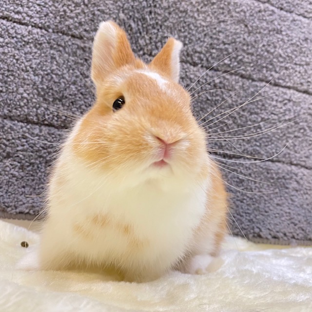 うさぎの飼い方 病気情報 通販 うさぎ専門店うさぎのしっぽ