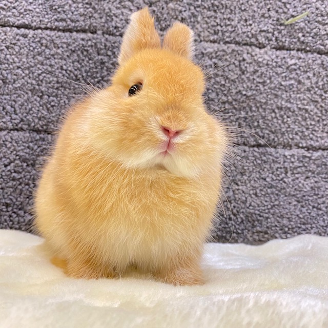 うさぎの飼い方 病気情報 通販 うさぎ専門店うさぎのしっぽ