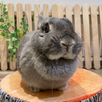 うさぎの飼い方 病気情報 通販 うさぎ専門店うさぎのしっぽ