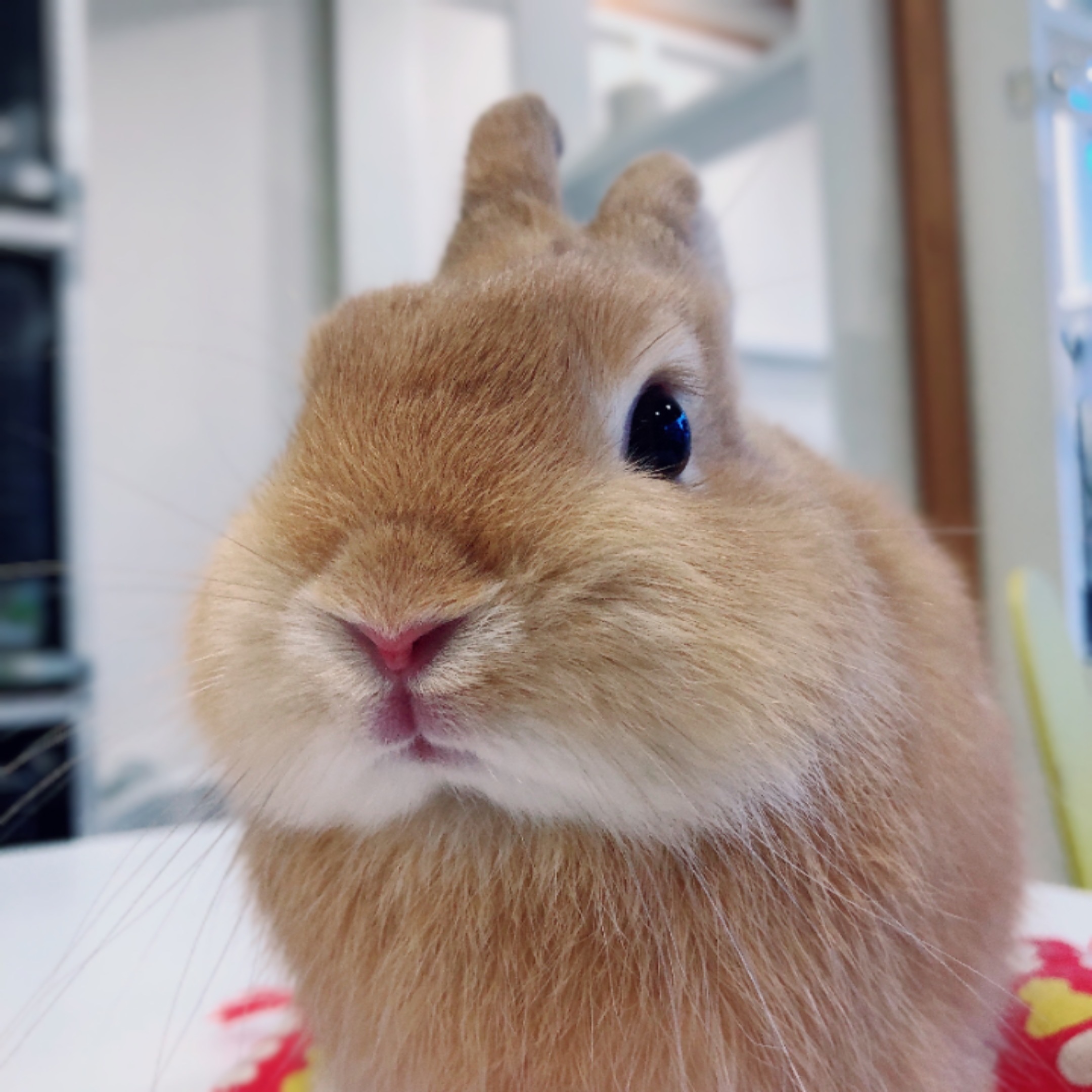 うさぎのしっぽ たちみみ オレンジ かわいい 吉祥店 たれみみ クリーム グレー系 ホーランド 専門店 立川八王子多摩埼玉練馬