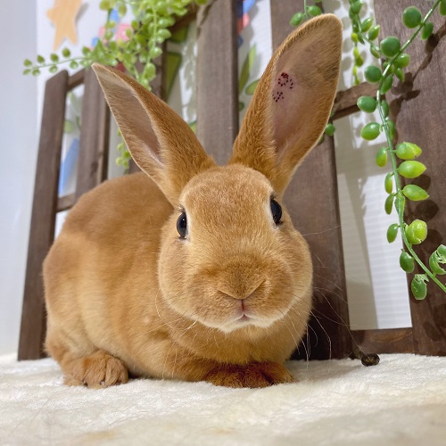 うさぎ 東京 ネザー ミニレッキス かわいい 生体 販売 うさちゃん ウサギ Rabbit 柴又 お迎え 専門店 ペットショップ 純血種