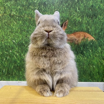 うさぎのしっぽ たちみみ オレンジ ミルクティー ブラウン 赤ちゃん かわいい 吉祥店 たれみみ クリーム グレー系 ブルー うさぎ ウサギ 小さい ネザーランドドワーフ ホーランド 専門店 立川 八