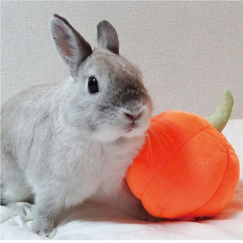 うさぎ専門店うさぎのしっぽ通販は おやさいパラダイス かぼちゃ を全国へお届けしています 2時まで注文当日配送も承ります