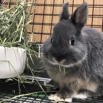 うさぎのしっぽ通販は うさぎのしっぽの1番刈りチモシー 無燻蒸 3kg を全国へお届け