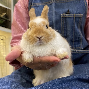 ネザーランドドワーフ ホーランドロップ 子うさぎ 赤ちゃん オレンジ うさぎ ウサギ 生体 販売 純血 血統 専門店 国内最大手 ピーターラビット 専門 小粒 小さい まん丸 男の子 女