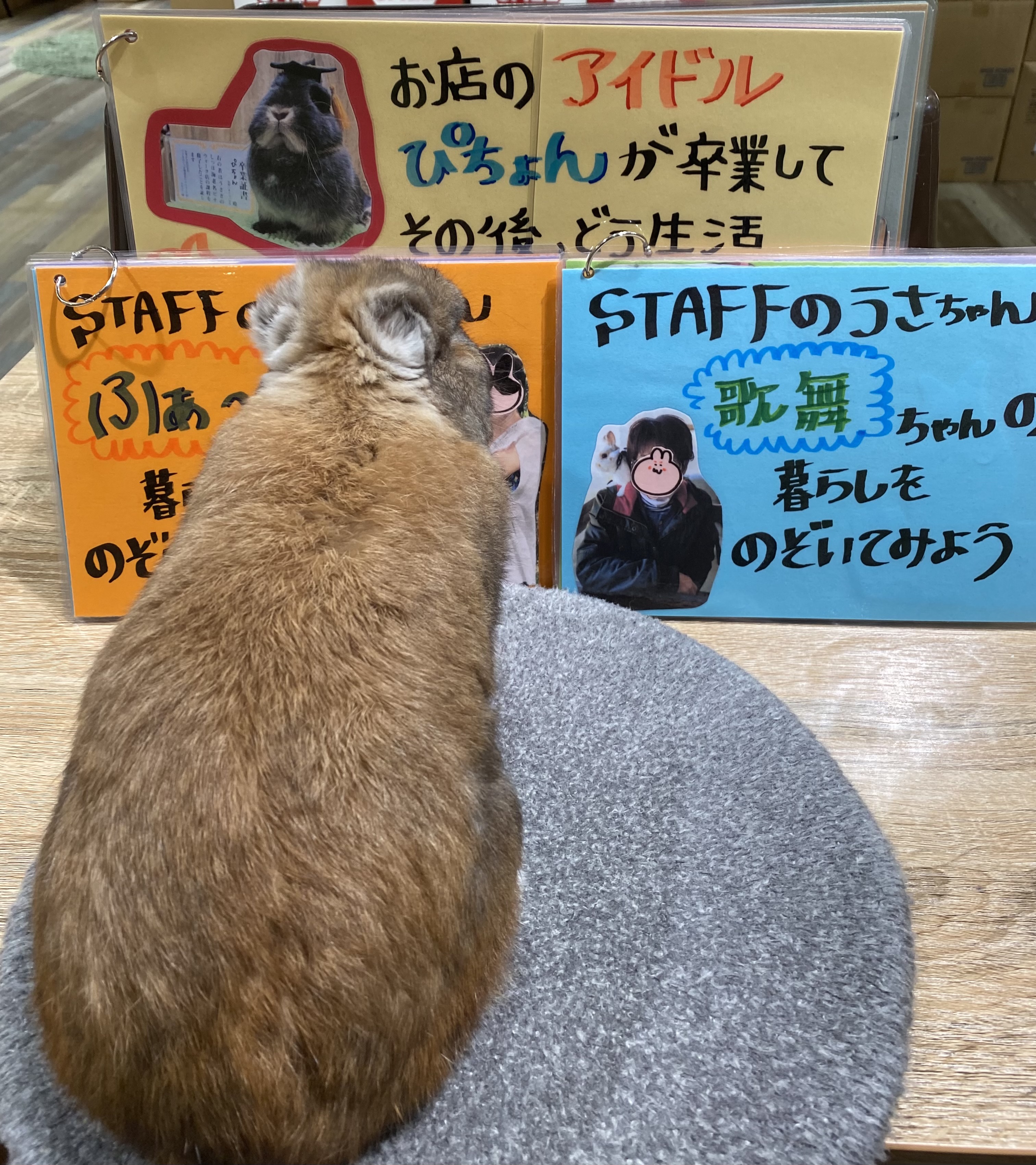 海老名ビナウォーク店 うさぎのしっぽ