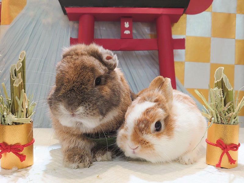 海老名ビナウォーク店 うさぎのしっぽ