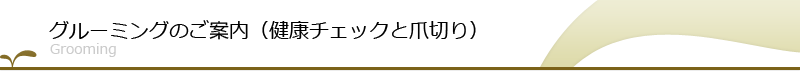 うさぎのしっぽのグルーミング